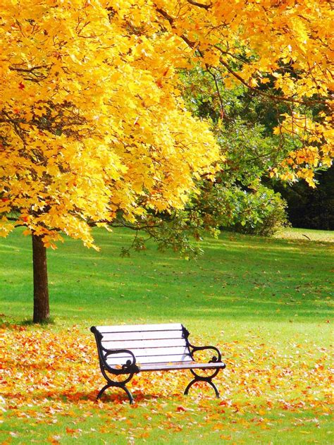 秋天的景色图片-秋天公园里的景色素材-高清图片-摄影照片-寻图免费打包下载