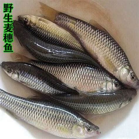 盘点食用淡水鱼常见品种有哪些？ - 惠农网