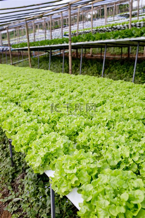 有机水培蔬菜种植农场高清图片下载-正版图片503226813-摄图网