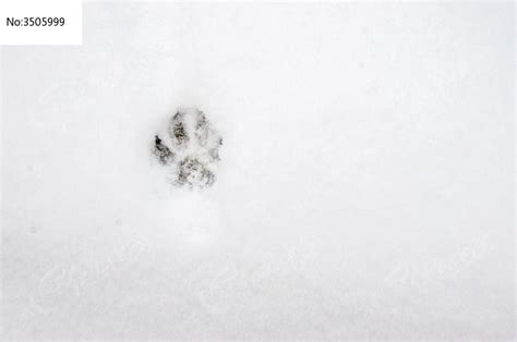 雪地里的小精灵 来看看这么可爱的动物是谁