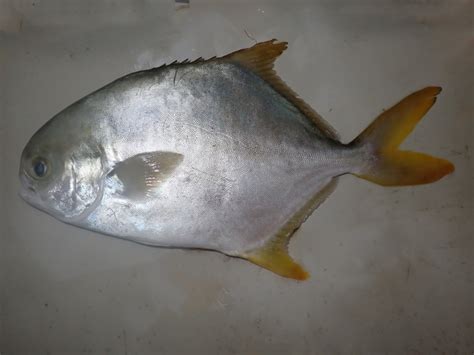 东海野生鲳鱼新鲜出海