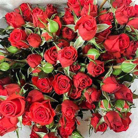 11朵红玫瑰的花语是什么?11朵红玫瑰的寓意和象征-花卉百科-中国花木网