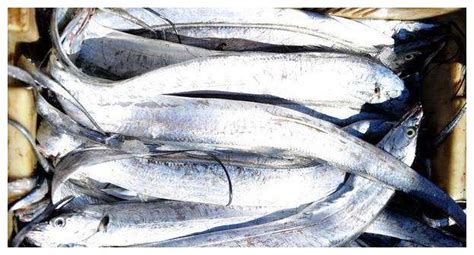 简单滋味 国产冷冻东海带鱼段 800g 鱼类 鲜嫩 新鲜水产-商品详情-菜管家