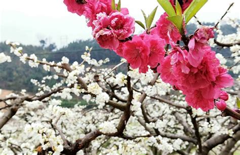 漫山遍野都是杏花，这里是中国最美的春天，她在新疆伊犁|新疆|杏花|伊犁_新浪新闻
