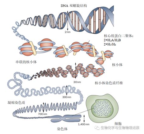 生命的复制基础—DNA