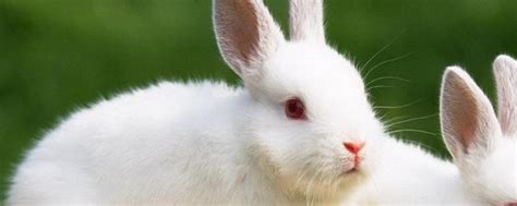 刚出生的小兔子多久喂一次奶,初生兔子的人工饲养方法 - 动物健康 - 宝妈育儿常识网