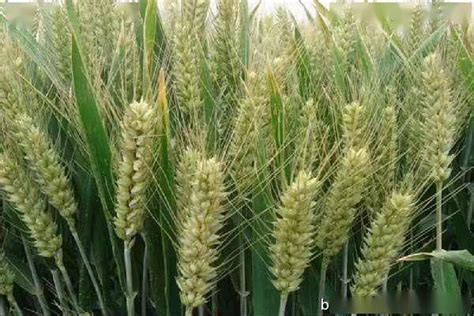 什么品种的小麦比较好，主要介绍以下四种 - 农敢网