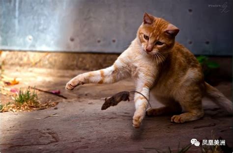 《猫和老鼠》曝“猫鼠追击”电影片段及新海报 汤姆花式被虐|追击|猫和老鼠_新浪新闻