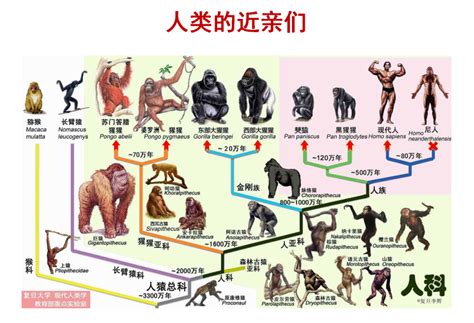 生物进化的历程-生物进化的历程,生物,进化,历程 - 早旭阅读