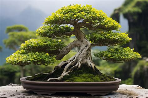 松树盆栽植物 素材图片免费下载-千库网