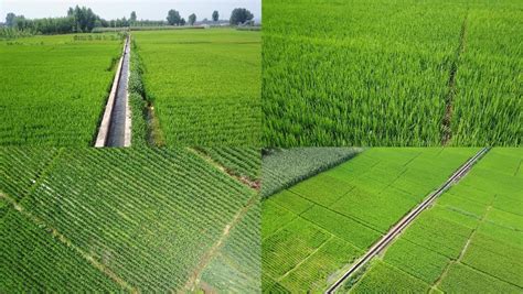 水稻灌溉技术-农百科