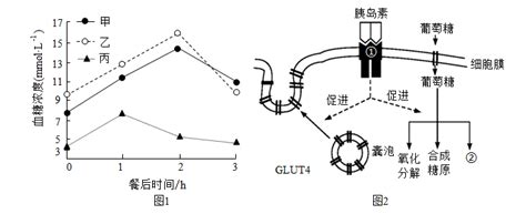 人体空腹血糖浓度的正常值范围是在3.9~6.1mmol·L-1，而餐后两小时的血糖正常值范围为4.4~7.8mmol·L-1。下图1是甲、乙 ...