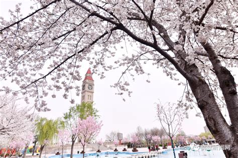 第九届中国（鹤壁）樱花文化节亮点抢先看 - 河南省文化和旅游厅