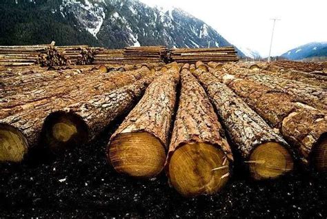 木材生意一年赚多少？木材行业前景怎么样_行业资讯_木头云