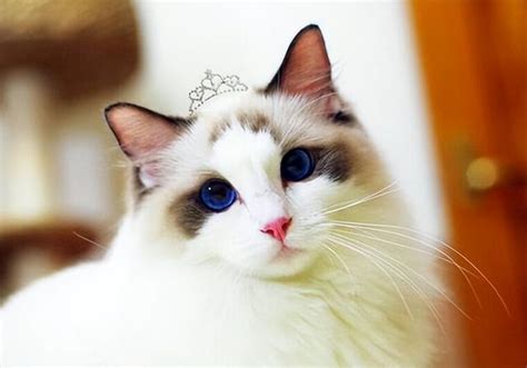 给猫起个名字特别萌的 活泼可爱的猫咪名字 - 万年历