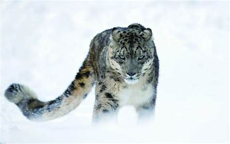 青海首次发现雪豹 系国家一级保护动物（组图） - 中国网山东旅游 - 中国网 • 山东