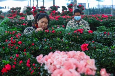 河北安国：花卉种植 助农增收 - 新华网客户端