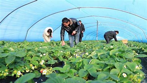 农村种植致富项目（在农村种植什么产业好）-飞扬号