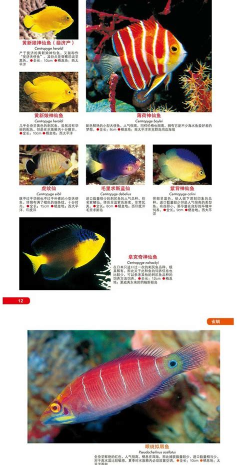 鱼类图鉴图片