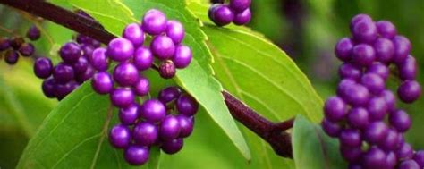 紫珠草的养殖方法和注意事项 - 花百科