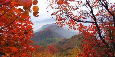 陕西的秋天藏在这儿！秦岭万亩枫叶红了，留坝迎来最美30天！_红叶