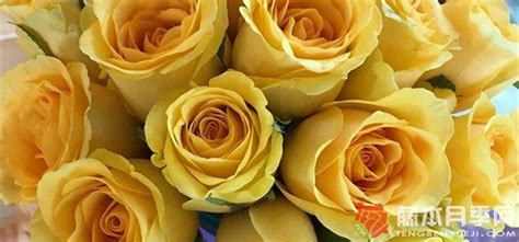 黄色玫瑰寓意和花语-藤本月季网