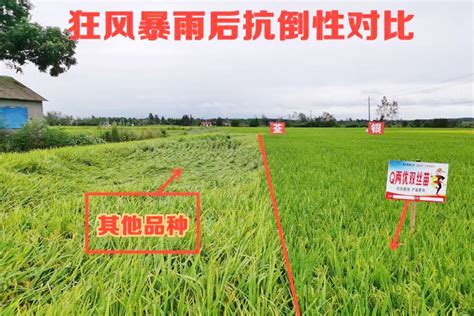 安徽荃华种业科技有限公司，种业，稻种