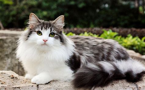 挪威森林猫图集图片