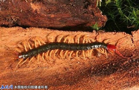 世界上最大的蜈蚣：加拉帕格斯巨人蜈蚣(可达44到46厘米)_奇趣解密网