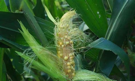 玉米缺粒影响产量怎么办，点进来看看|玉米|授粉|花粉_新浪新闻
