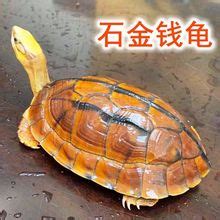 出让石龟种及苗，有意者请联系-宠物-北海365网(beihai365.com)