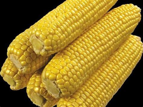 玉米价格平稳收购进度缓慢 大豆新增10个收购库点|大豆|玉米|主产区_新浪新闻