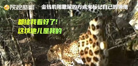 六盘山成全国华北豹种群密度最高区域之一-宁夏新闻网