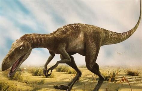 阿马加龙：阿根廷大型食草恐龙（长10米/1.25亿年前）_小狼观天下
