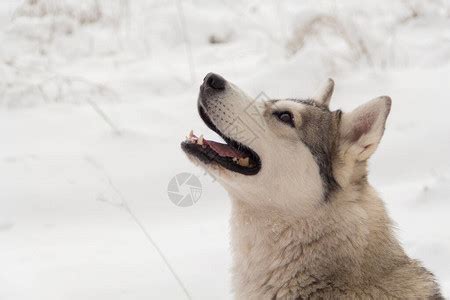 东北虎遇上西伯利亚狼群，真的只有逃跑的份吗？它们谁厉害？