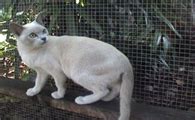 纳尼|大胆儿家的暹罗猫|Siamese cat breeders|暹罗猫&东方短毛猫