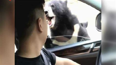 河南平顶山动物园内9岁男孩胳膊被熊咬掉_ 视频中国