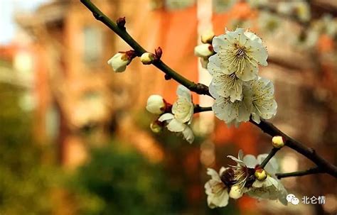 “花有重开日，人无再少年”，后两句也很经典，却鲜为人知