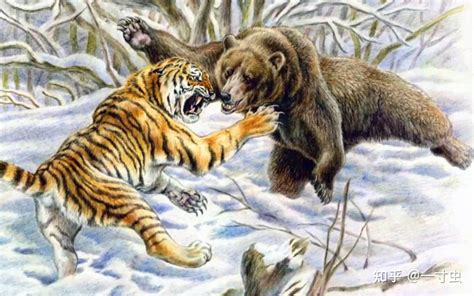老虎、狮子、棕熊，陆地三大战力中谁最强？|棕熊|体重|孟加拉虎_新浪新闻