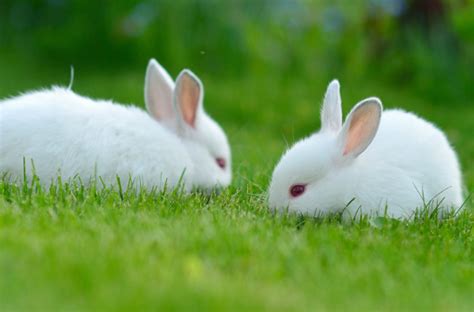 小兔几，兔生的最大兴趣爱好就是睡觉觉|小兔|兴趣_新浪新闻