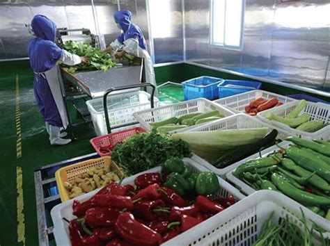九行瓜果蔬菜清洁消毒片_广州市九品环保科技有限公司