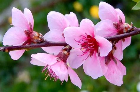 都知道「桃花」代表感情的事，不同情况下「桃花」的特征是什么？ - 知乎