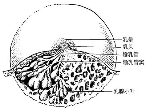 女性康复｜乳房周围的筋膜、淋巴、血管知多少？附保健手法 - 知乎