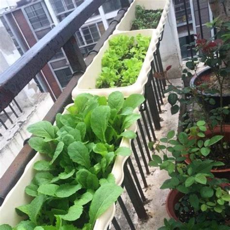 楼顶种菜自制种植箱,最实用楼顶菜园图,种菜木箱_大山谷图库
