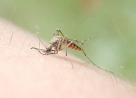 为什么蚊子包越抓越痒 | 冷饭网