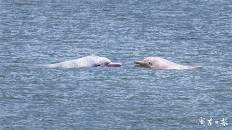 深圳海湾再现白海豚:海上大熊猫，生态环境好转(一级保护)_小狼观天下