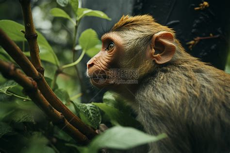 丛林中的短尾猴高清图片下载-正版图片600755057-摄图网