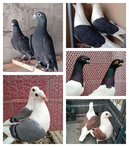 鸽子种类名称及图片_元宝鸽_山东元宝鸽观赏鸽养殖场