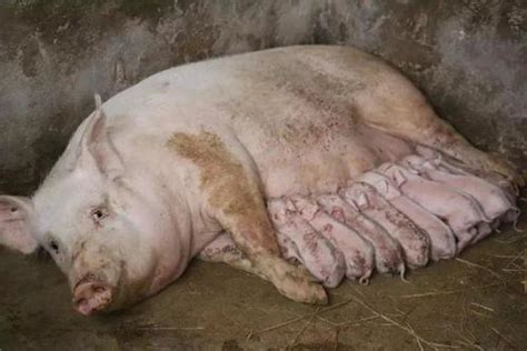 为什么母猪的肉不能吃(刚生的母猪肉为什么不能吃) - 拾味生活