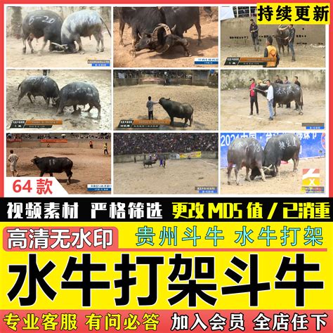 云南春节上演传统斗牛比赛-精彩图片- 东南网